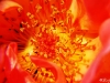 Fleur de feu.