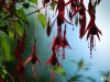 Fleurs sur toile.
