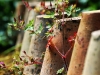Petits pots en rang d'oignon.