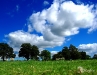 Le plancher des vaches