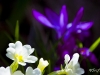 Blanc sur bleu