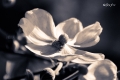 Fleur de pétales