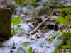 Neige de printemps