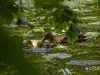 Petit pique nique sur l'eau