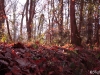 Sol d'automne