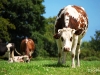 Vache Normande !