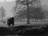 Vache en pleine Suisse Normande, entre brume et glace