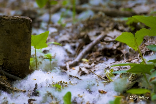 Neige de printemps