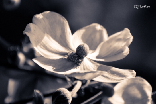 Fleur de pétales