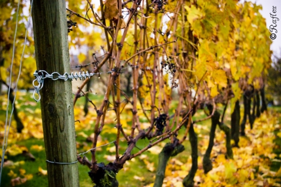 18_19_vin-publication_web