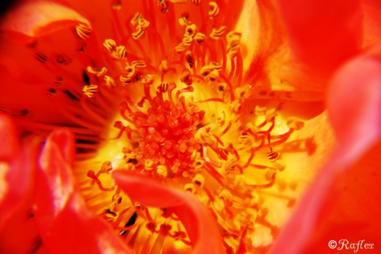 Fleur de feu.