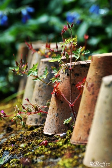 Petits pots en rang d'oignon.