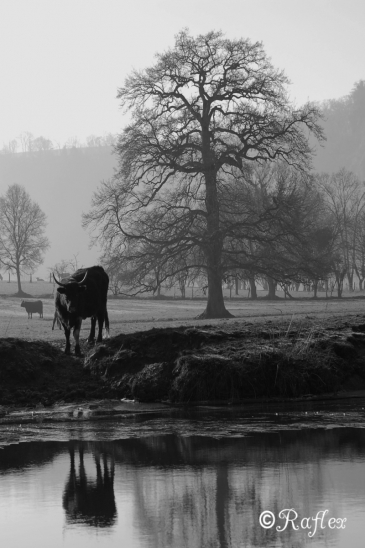 Vache en pleine Suisse Normande, entre brume et glace