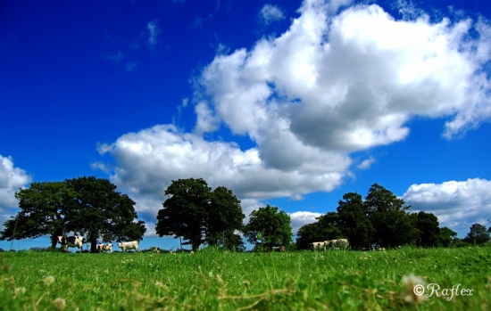 Le plancher des vaches