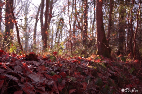 Sol d'automne