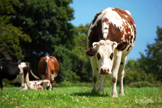 Vache Normande !