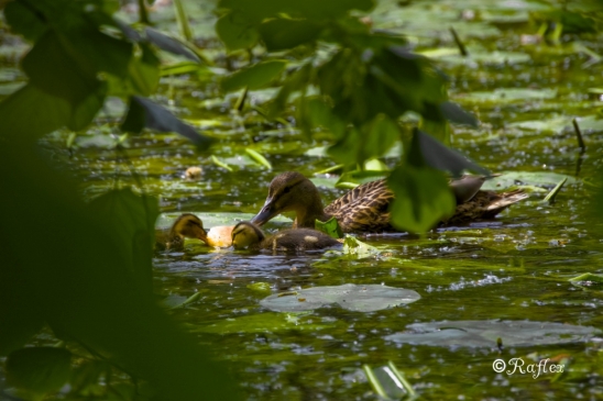 Petit pique nique sur l'eau